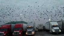 Ces centaines d'oiseaux squattent sur les toits de camions stationnés sur une aire d'autoroute !