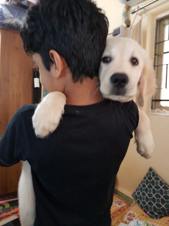 My dog Golden Retriever Champs training time - Brothers bonding