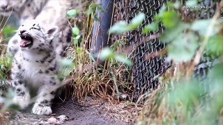Watch Rare Baby Snow Leopard Sneak and Pounce Around Exhibit for First Time-BjS9nfGaeYc