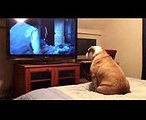 Chú chó thích xem phim ma - Hành động bất ngờ khi thấy cảnh rùng rợn