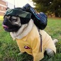 Stranger Things dizisinin kadrosunu Pug cinsi köpekler oluşturursa