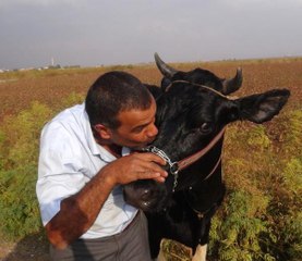 Düştüğü Kuyudan Kurtarılan İneğini Öpen Vatandaş, İlginç Görüntüler Oluşturuldu
