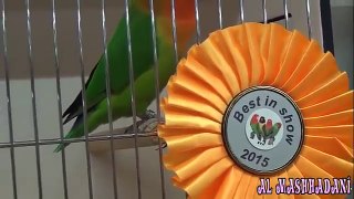 أجمل طفرات طيور فيشر معرض هولندا 2017