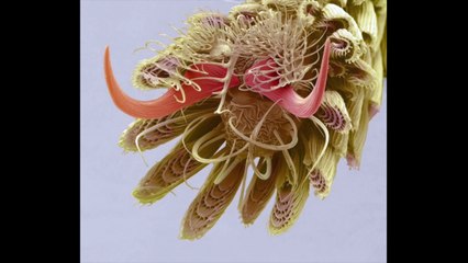 Une patte de moustique agrandie 800 fois