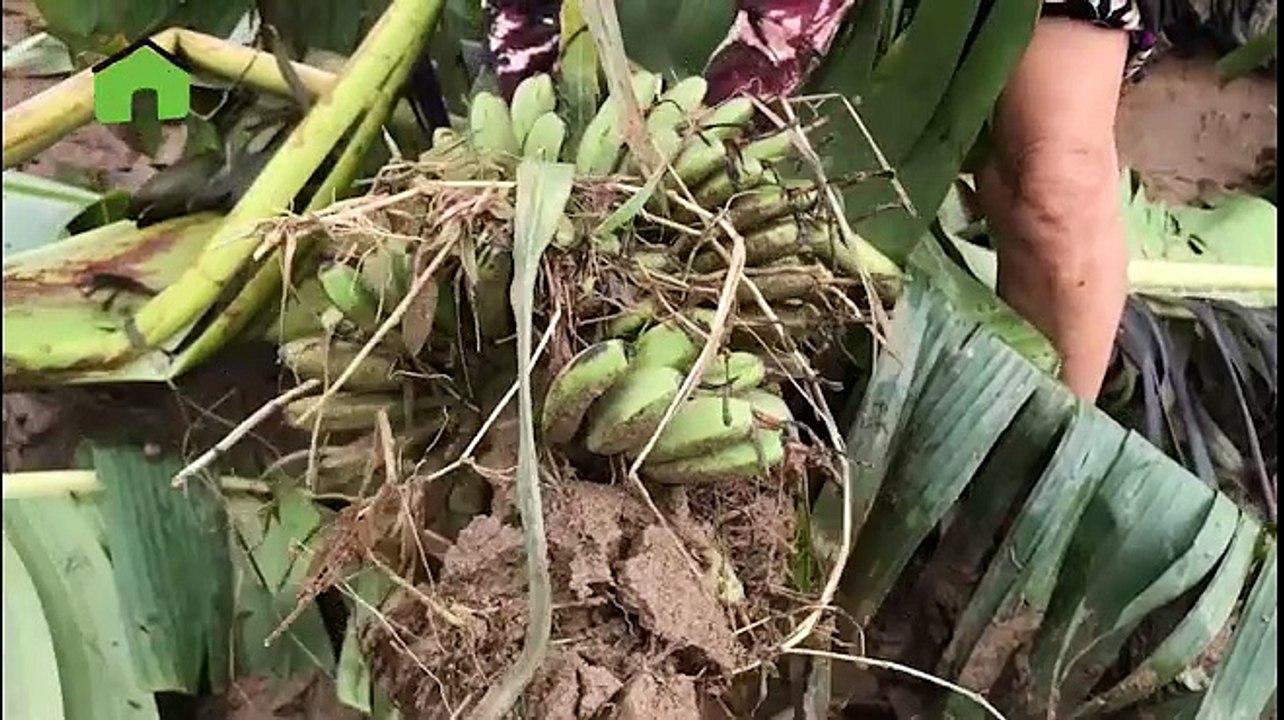 Nông dân bật khóc nhìn vựa chuối ngự đặc sản tan tành theo bão số 12