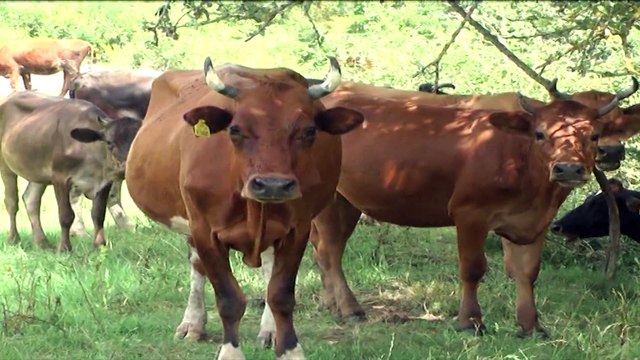 MINISTRIA E BUJQESISE LEJON THERJEN E KAFSHEVE DHE PREMTON SE DO TE DEMSHPERBLEJE FERMERET LAJM