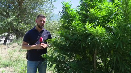 UDHETIM NE PLANTACIONET E KANABISIT, LUME ME DROGE NE LUGINEN E VJOSES,ZBULOHEN 40 MIJE RRENJE LAJM