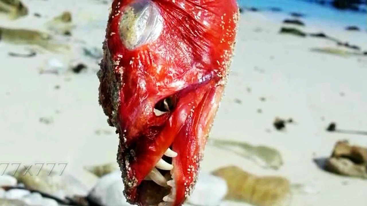 Les poissons mutants les plus terrifiants du monde