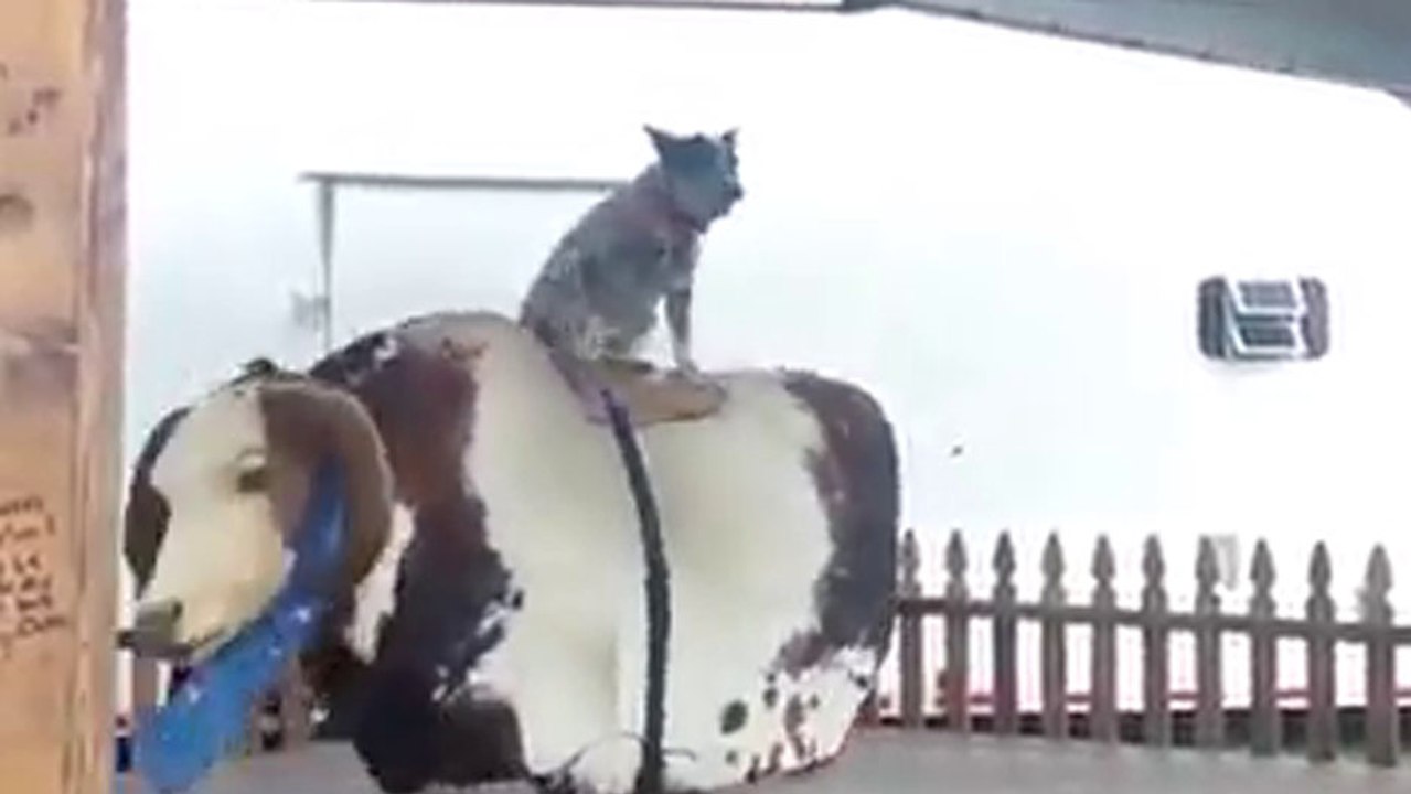 Un chien fait du rodéo sur un taureau mécanique