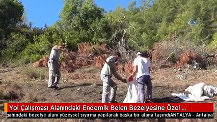 Yol Çalışması Alanındaki Endemik Belen Bezelyesine Özel Koruma