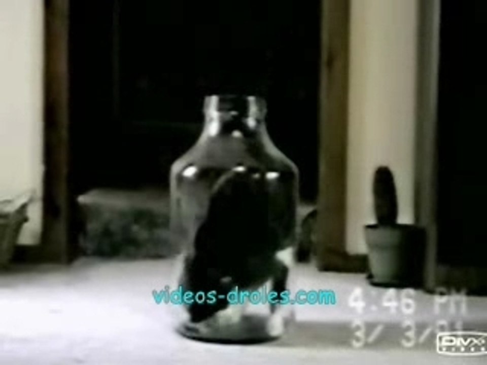 Chat-dans-une-bouteille