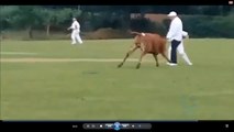 Funny Cricket Video | Animals Attacks on Players