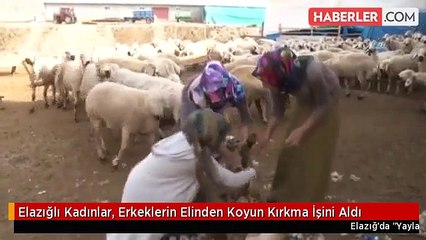 Elazığlı Kadınlar, Erkeklerin Elinden Koyun Kırkma İşini Aldı
