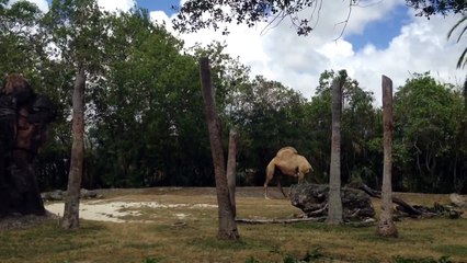 Headless Camel | amazing camel seen