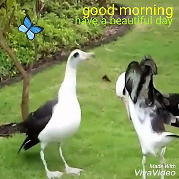 Bird Dance
