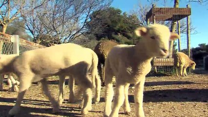 Mélanie Michelotti, adjoint technique de la ferme de Figuerolles