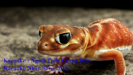 [Karaoke Nhạc Sống] Người Tình Không Đến