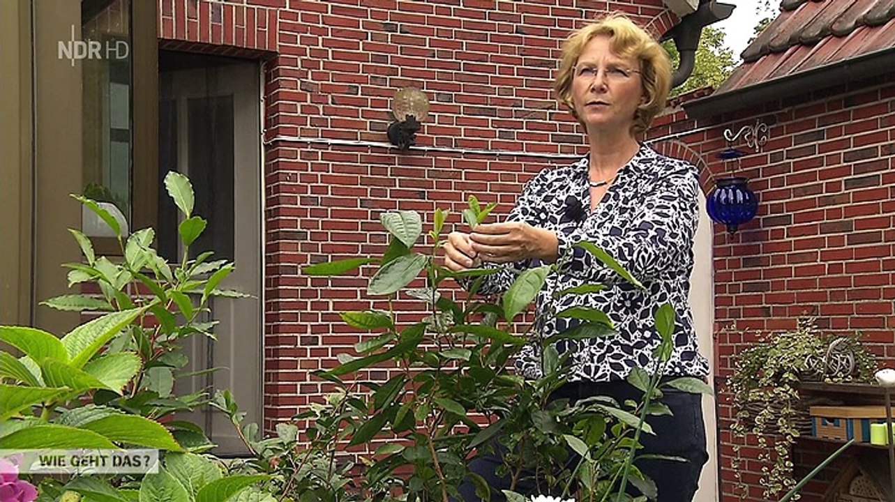 Ostfriesen-Tee - Wie geht das?