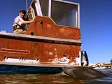 Flipper 1995 S02e02 Sea Horse