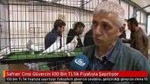 Safran' Cinsi Güvercin 100 Bin TL'lik Fiyatıyla Şaşırtıyor