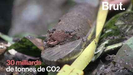 Les tourbières du bassin du Congo, immense réservoir de C02