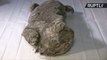 Perfectly Preserved Ancient Cave Lion Cub Offers Chance to Study Ice Age DNA