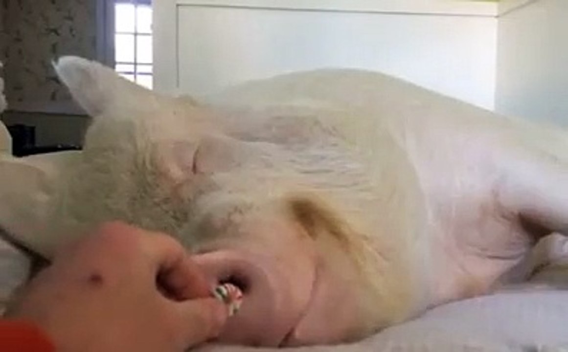 1) FUN TV - Inicio_2 humor comedia caidas