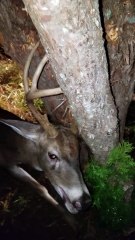 Rescuing a Deer With a Chainsaw