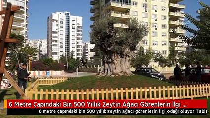 6 Metre Çapındaki Bin 500 Yıllık Zeytin Ağacı Görenlerin İlgi Odağı Oluyor