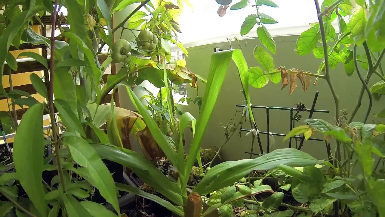 Evolution culture sur balcon Juillet 2017 (balcoculture)