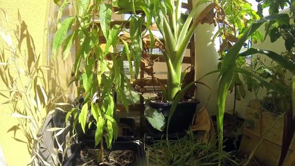 Evolution de la culture sur balcon août 2017