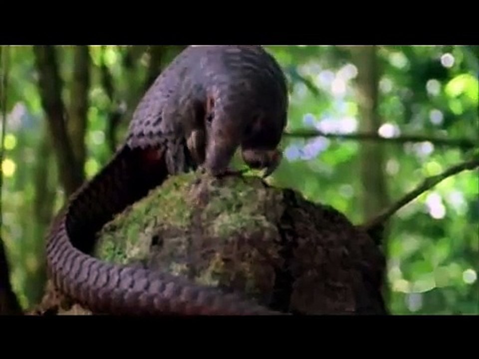 VIRUS EVOLUTION ( AMAZING DOCUMENTARY)