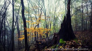 Bird Sounds ~ Early Morning Forest ~ Ambient nature Sounds