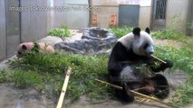 Le bébé panda de Tokyo a fêté ses 150 jours