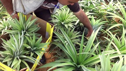 Gaza récolte ses premiers ananas