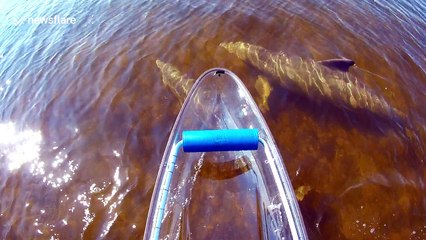 Stunning clip of wild dolphins swimming beneath see-through canoe