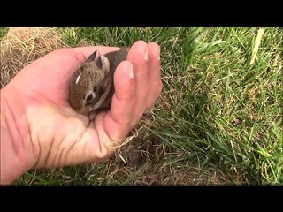 Wild Baby Rabbits Nesting at the Office