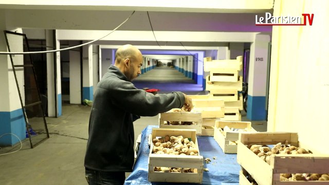Paris : ils ont transformé un parking souterrain… en ferme