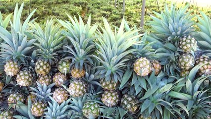 زراعة ثمار الاناناس للمرة الاولى في قطاع غزة