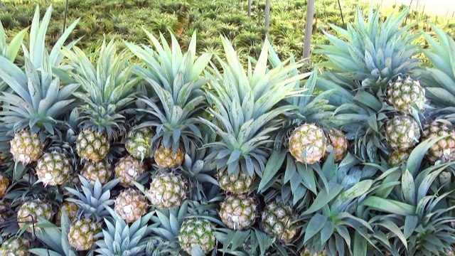 زراعة ثمار الاناناس للمرة الاولى في قطاع غزة