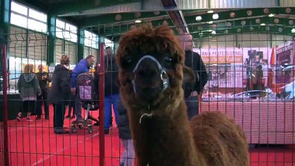 Jonny Kerthe présente sa mini-ferme et ses spectacles