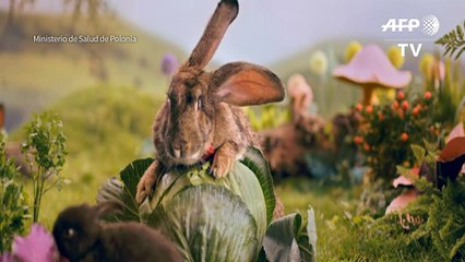 Gobierno polaco llama a “reproducirse como conejos”