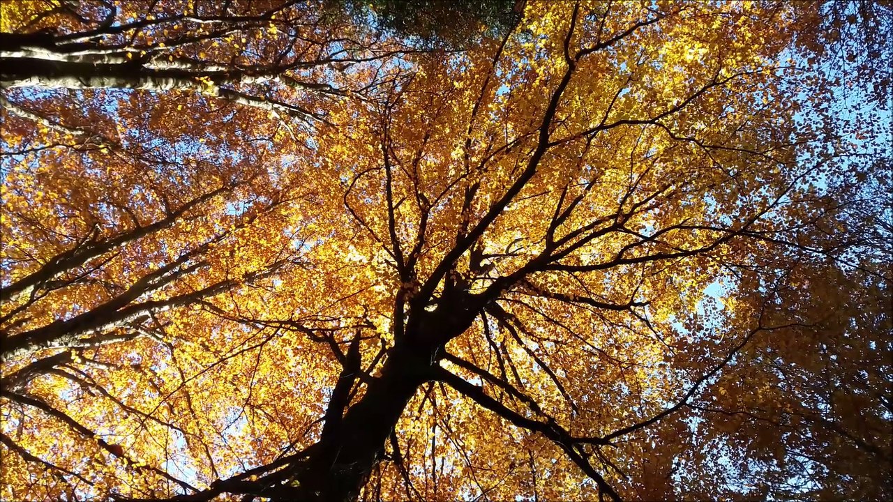 La scierie Phan, dernière scierie de la vallée de la Doller