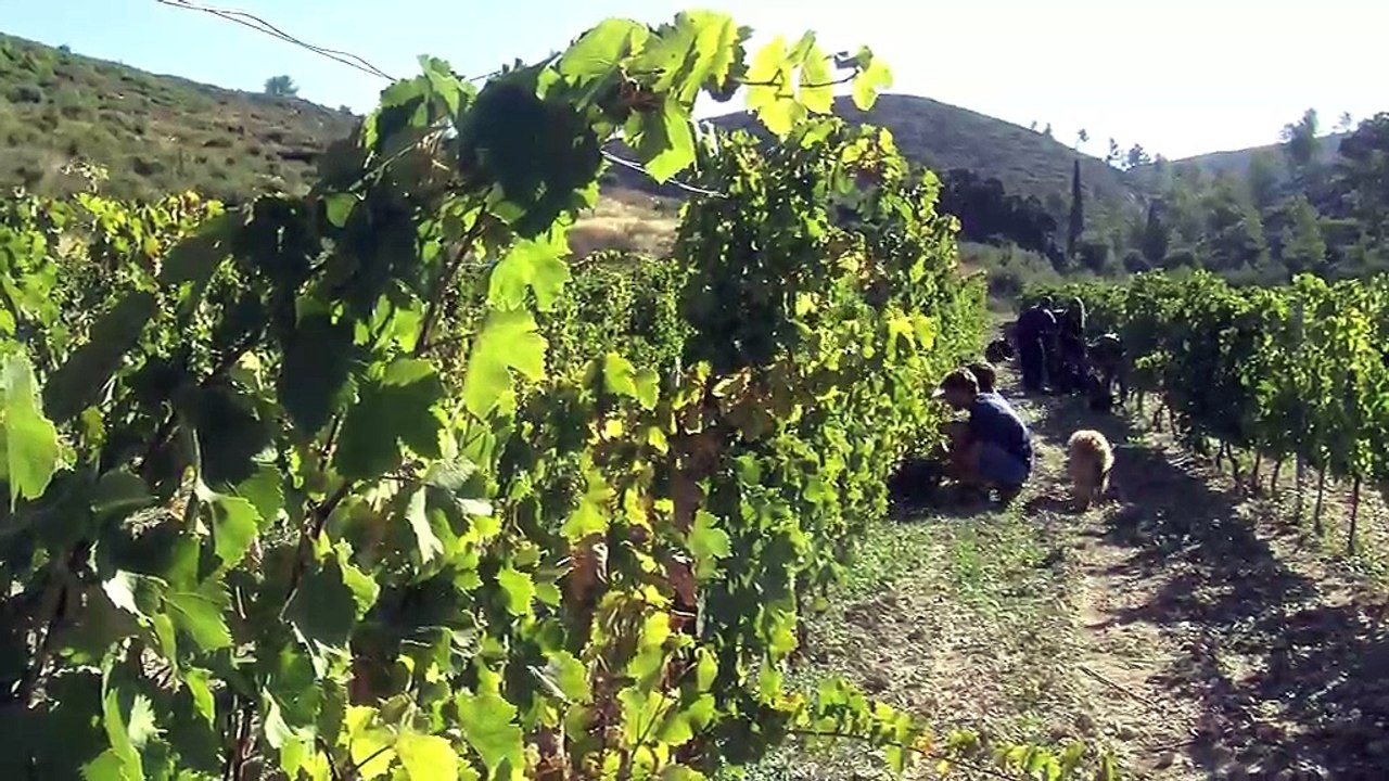 Vendanges saussetoises pour la famille Colombo