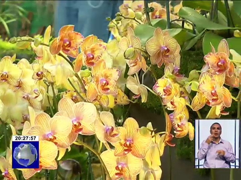 Orquídea ecuatoriana gana concurso como la mejor del mundo
