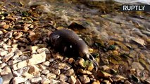 Morte misteriosa de mais de cem focas na Rússia