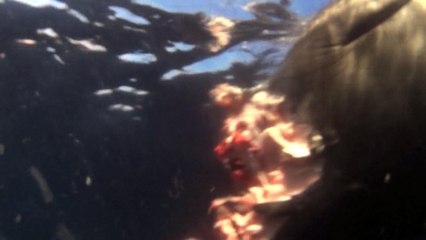 Massive  Shark Feeds on Dead Elephant Seal