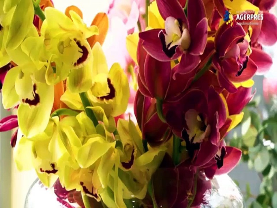 Emisiunea Radio-Tv Arthis din 10.11.2017/P2/ro