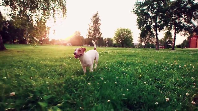 Малышарики - Новые серии - Мяу? Гав! (65 серия) Как говорят животные