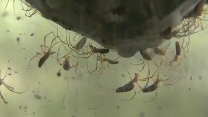 Weird Spiders Engulf Jerusalem Forest With Huge Webs